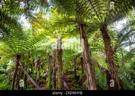 Tawa Podocarp Forest in Hunua Falls Reserve - Neuseeland Stockfoto