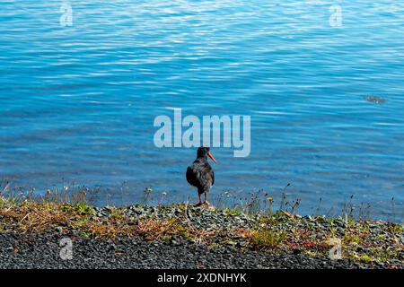 Variabler Austernfänger - Neuseeland Stockfoto