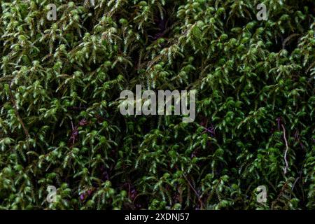 Nahaufnahme des Pflanzenlebens in Tennessee Stockfoto