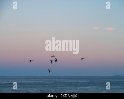 Eine Schar von Möwenvögeln fliegt vor dem wunderschönen rosa, hellorange und blauen Sonnenuntergang, der sich in Wolken im Osten über dem Pazifik, NSW Australien, spiegelt Stockfoto