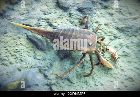 Eine Illustration des ausgestorbenen Eurypteriden Kokomopterus, der vor 418 Millionen Jahren einen toten Trilobiten auf einem silurischen Meeresboden plünderte. Stockfoto