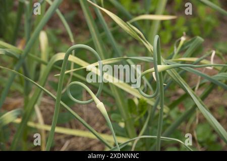 Nahaufnahme von Knoblauchlandschaften, die sich in einem Garten kräuseln. Das Bild fängt natürliches Wachstum, Grün und die Schönheit des ökologischen Landbaus ein. Stockfoto