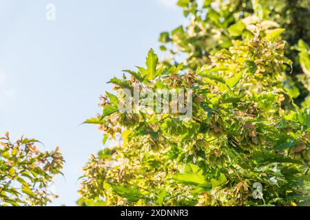 Eine Nahaufnahme der rötlich-rosa reifenden Früchte des Tatarischen Ahorns. Nahaufnahme der Blätter des roten Ahornbaums im Herbst Stockfoto
