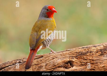 Eine farbenfrohe männliche, grün geflügelte Pytilia (Pytilia melba), die auf einem Zweig in Südafrika thront Stockfoto