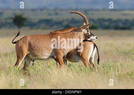 Zwei seltene roan Antilopen (Hippotragus equinus) in natürlichem Lebensraum, Mokala Nationalpark, Südafrika Stockfoto