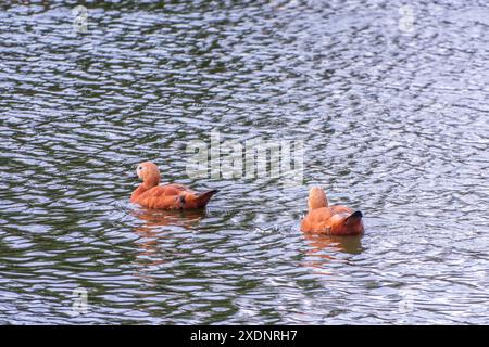 Ruddy Shelduck, oder rote Ente, lat. Tadorna ferruginea, Schwimmen auf einem See. Es ist Wasservögel Familie von Enten, ähnlich wie die gemeinsame. Der Vogel hat einen Orang Stockfoto