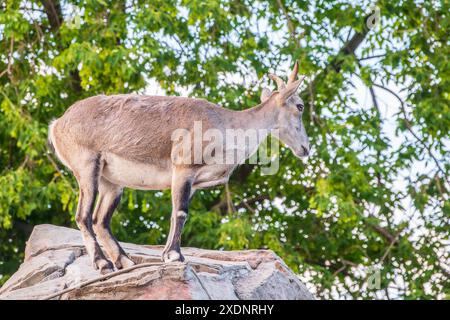 Bharal- oder Himalaya-Blauschaf oder naur (Pseudois nayaur), weiblich Stockfoto