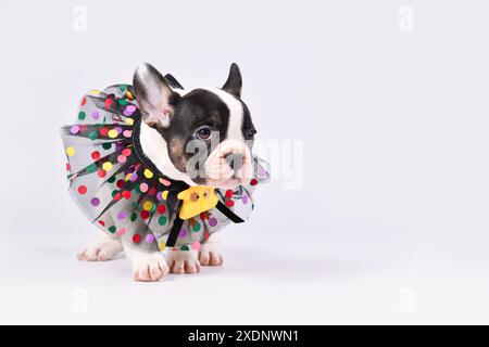 Tan Ped Französisch Bulldog Hund Welpe mit Spitzenkragen auf weißem Hintergrund Stockfoto