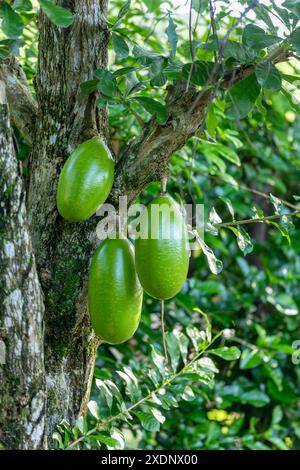 Crescentia cujete, auch bekannt als Calabash-Baum, ist eine in Amerika heimische blühende Pflanzenart. Departement Magdalena, Kolumbien Stockfoto