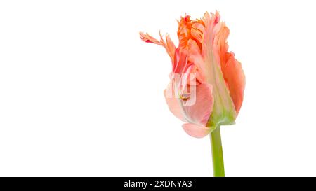 Fantastischer Papagei. Papageientulpe geschlossener Blumenkopf isoliert auf weißem Hintergrund. Spezielle Tulpe. Stockfoto