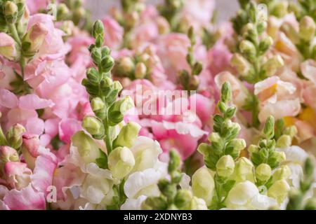 Wunderschöne pastellfarbene Schnappdrachen. Schnappschüsse aus nächster Nähe. Verschiedene Farben snapdragon Blumen Hintergrund. Stockfoto