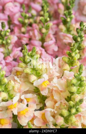 Wunderschöne pastellfarbene Schnappdrachen. Schnappschüsse aus nächster Nähe. Verschiedene Farben snapdragon Blumen Hintergrund. Stockfoto
