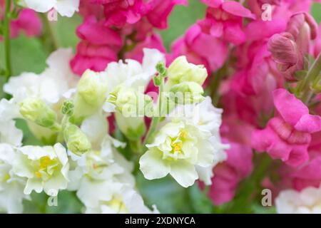 Wunderschöner weißer Madame-Schmetterling und leuchtend rosa Schnappdrachen. Schnappschüsse aus nächster Nähe. Verschiedene Farben snapdragon Blumen Nahaufnahme Hintergrund. Stockfoto