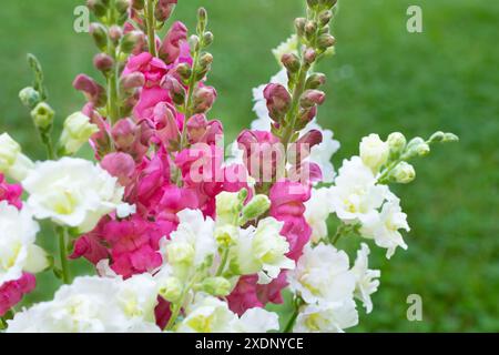 Wunderschöner weißer Madame-Schmetterling und leuchtend rosa Schnappdrachen. Schnappschüsse aus nächster Nähe. Verschiedene Farben snapdragon Blumen Nahaufnahme Hintergrund. Stockfoto