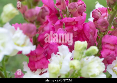 Wunderschöner weißer Madame-Schmetterling und leuchtend rosa Schnappdrachen. Schnappschüsse aus nächster Nähe. Verschiedene Farben snapdragon Blumen Nahaufnahme Hintergrund. Stockfoto