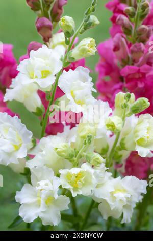 Wunderschöner weißer Madame-Schmetterling und leuchtend rosa Schnappdrachen. Schnappschüsse aus nächster Nähe. Verschiedene Farben snapdragon Blumen Nahaufnahme Hintergrund. Stockfoto
