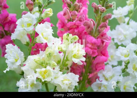 Wunderschöner weißer Madame-Schmetterling und leuchtend rosa Schnappdrachen. Schnappschüsse aus nächster Nähe. Verschiedene Farben snapdragon Blumen Nahaufnahme Hintergrund. Stockfoto