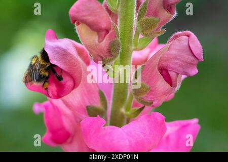 Hummel bestäubt snapdrachenblüten. Hummeln sammeln Pollen und Nektar von Schnappblumen. Stockfoto