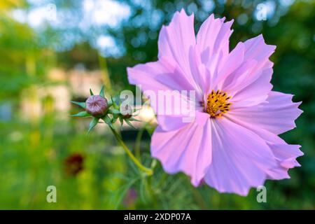 Nahaufnahme einer wunderschönen, einzelnen Kosmos-Blume. Weiche rosa Kosmos Blume aus nächster Nähe. Stockfoto