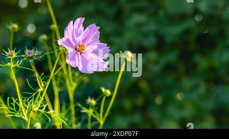 Nahaufnahme einer wunderschönen, einzelnen Kosmos-Blume. Weiche rosa Kosmos Blume aus nächster Nähe. Stockfoto