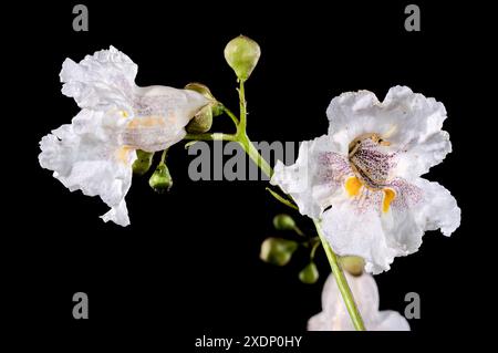 Schöne blühende weiße nördliche Katalpa-Blume auf schwarzem Hintergrund. Blumenkopf-Nahaufnahme. Stockfoto