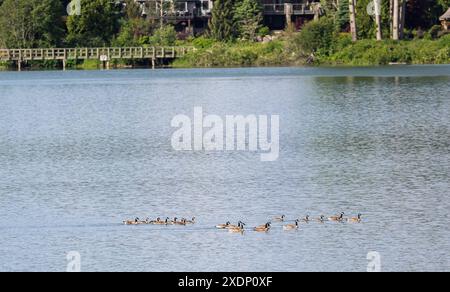 Kamloops CAN, Kanada / Kanada, Urlaubseindruecke und Sehenswuerdigkeiten, Rocky Mountains nach Kamploops, 23.06.2024. Enten im Green Lake bei Whistler. CAN, Kanada / Kanada, Urlaubseindruecke und Sehenswuerdigkeiten, Rocky Mountains nach Kamploops, 23.06.2024. *** Kamloops CAN, Kanada Kanada, Urlaubseindrücke und Sehenswürdigkeiten, Rocky Mountains zu Kamploops, 23 06 2024 Ducks in Green Lake bei Whistler CAN, Kanada Kanada, Urlaubseindrücke und Sehenswürdigkeiten, Rocky Mountains zu Kamploops, 23 06 2024 Copyright: XEibner-Pressefoto/HeikexFeinerx EP HFR Stockfoto