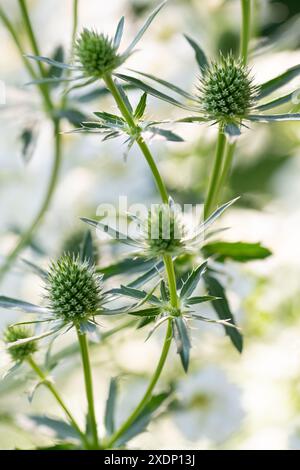 Eryngium planum, flachseeholly im Blumenbeet mit weißem Fieber im Hintergrund. Stockfoto