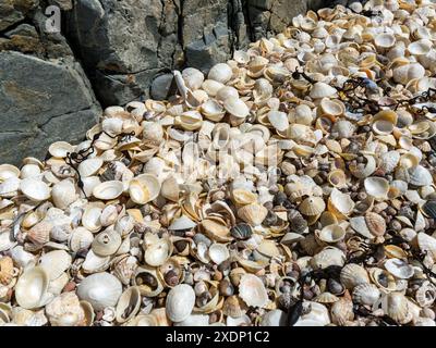 Massen von Limpet- und Welpenmuscheln am Ardskenish Beach, Colonsay, Schottland, Großbritannien Stockfoto