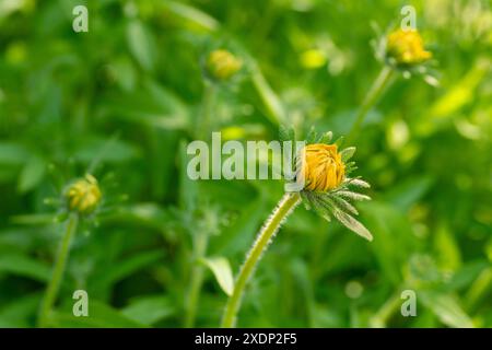 Rudbeckia Goldilocks. Rudbeckia hirta. Aufklappende Blüte auf Rudbeckia goldilocks Nahaufnahme. Stockfoto