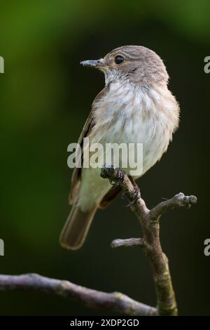 Gepunkteter Flycatcher, Seitenansicht Muscicapa striata. Stockfoto