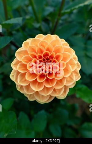 Sylvia Dahlienblume. Wunderschöne aprikosenfarbene Kugeln Dahlien aus nächster Nähe. Stockfoto