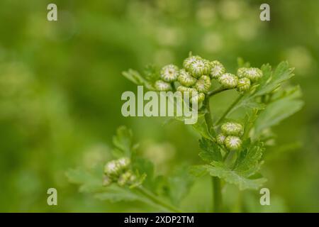 Tanacetum parthenium. Junge Feverfew Pflanzen stehen kurz vor der Blüte. Wird als Füllblume in Sträußen im Landhausstil verwendet. Stockfoto