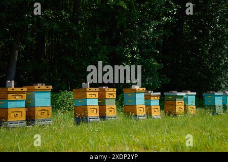 Hell bemalte Holzbienenstöcke, die in Reihe auf einer grasbewachsenen Wiese in der Nähe des Waldes am sonnigen Nachmittag angeordnet sind. Private Bienenzucht und Honigproduktion Stockfoto