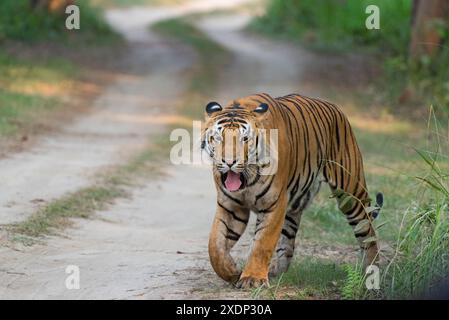 Königlicher bengalischer Tiger auf der Forststraße. Stockfoto