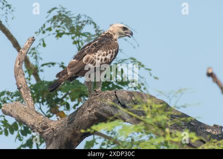 Wechselbarer Falkenadler auf einem Ast Stockfoto