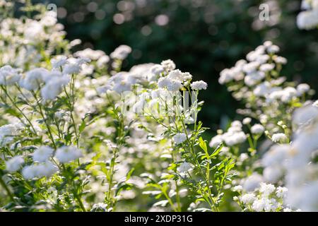 Junge Feverfew Pflanzen in voller Blüte. Tanacetum parthenium. Feverfew wird als Füllblume in Sträußen im Landhausstil verwendet. Stockfoto