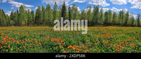 Panoramablick auf den blühenden Teppich der Frühlingswiese mit orangefarbenen Wildblumen. Blühende feurige Glockenblumen oder Trollius asiaticus in der Nähe des Waldes - Frühling Stockfoto