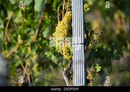 Trauben auf der Rebe - kurz vor der Ernte in der Abendsonne. Stockfoto