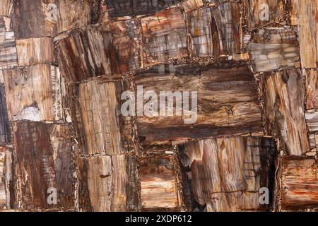 Versteinerte Holztextur-Platte Nahaufnahme. Halbedelstein, Edelstein. Stockfoto