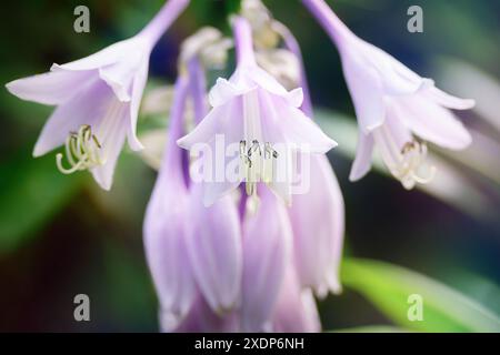 Hellviolette Blüte der krautigen Staudenpflanze Hosta. Romantische Nahaufnahme einer Zierlaubspflanze. Stockfoto