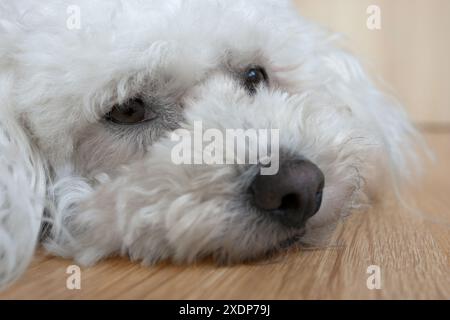 Bichon Frize liegt zufrieden auf dem Boden Stockfoto