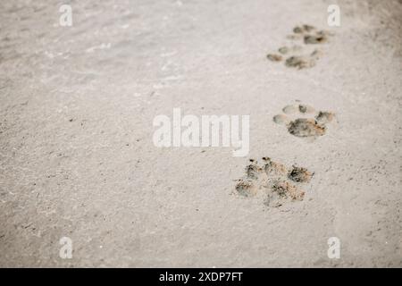 Hundefußabdrücke auf Betonbetonboden Stockfoto