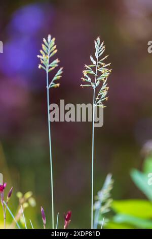 Rispe eines Grases in Blüte *** Rispe eines Grases in Blüte Stockfoto