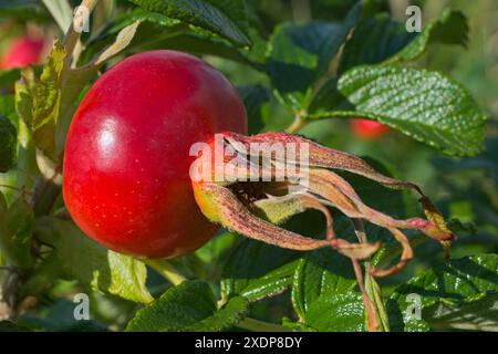 Nahaufnahme der Hüftrose Stockfoto