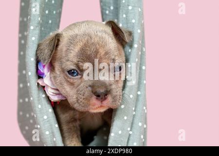 Vier Wochen reinrassiger junger Lilac Brindle französischer Bulldog Welpe Stockfoto