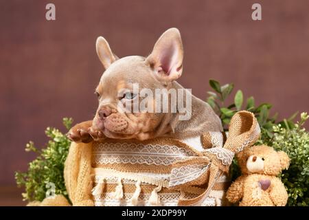 Neuer Shade Isabella Tan französischer Bulldog Hund Welpe in Box mit Boho Stil Dekoration vor braunem Hintergrund Stockfoto