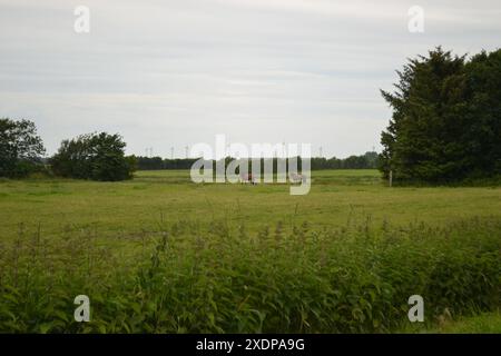 Ein grasbewachsenes Feld mit zwei grasenden Pferden und Windturbinen im Hintergrund. Jütland, Dänemark Stockfoto