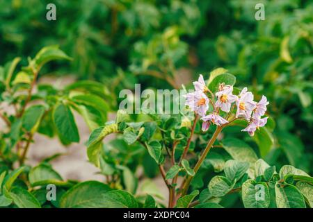 Schöne lila blühende Kartoffelpflanzen im Frühjahr auf Bio-Plantagenfeld, selektiver Fokus Stockfoto