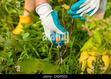 Schneiden von Himbeerbüschen. Gartenarbeiten im Herbst. Hände mit Handschuhen Stockfoto