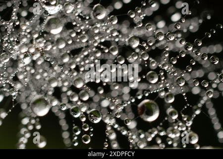 Wassertröpfchen auf Spinnennetzen in Wäldern. Stockfoto